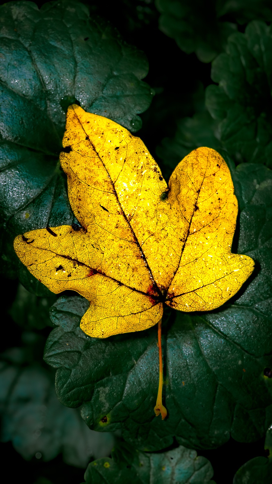 A single maple leaf turned golden, backlit and glowing against dark green foliage