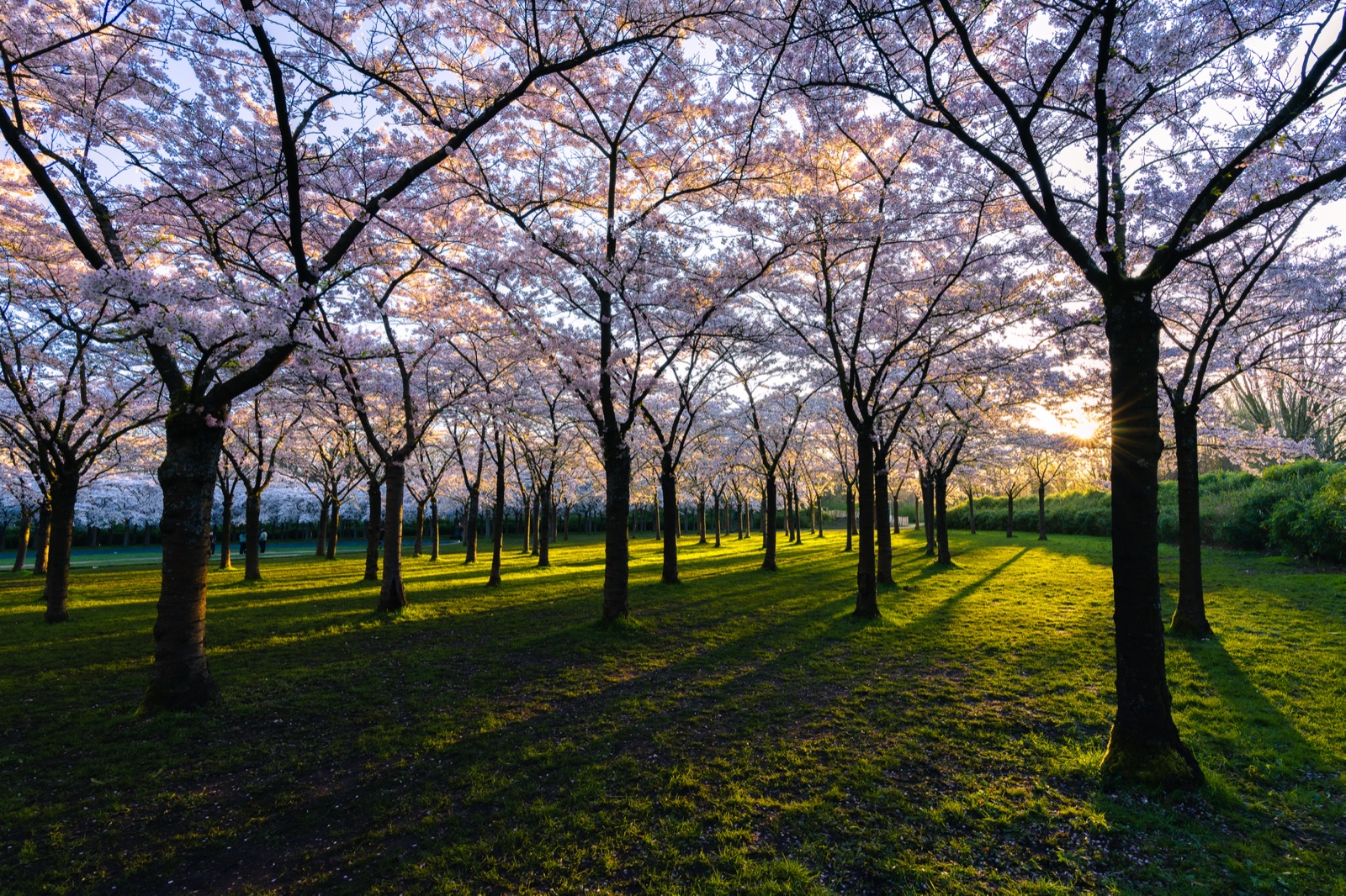 A grove of cherry trees in full bloom at golden hour, the low sun backlighting the pink blossoms and casting long shadows across the grass