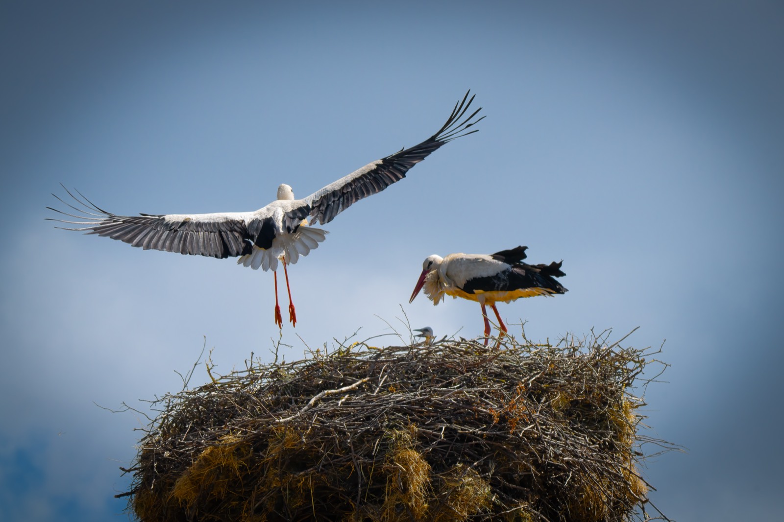 Ein Weißstorch landet mit voll ausgebreiteten Flügeln auf seinem Reisignest, ein zweiter Storch steht bereits auf dem Nest vor sanftem blauem Himmel