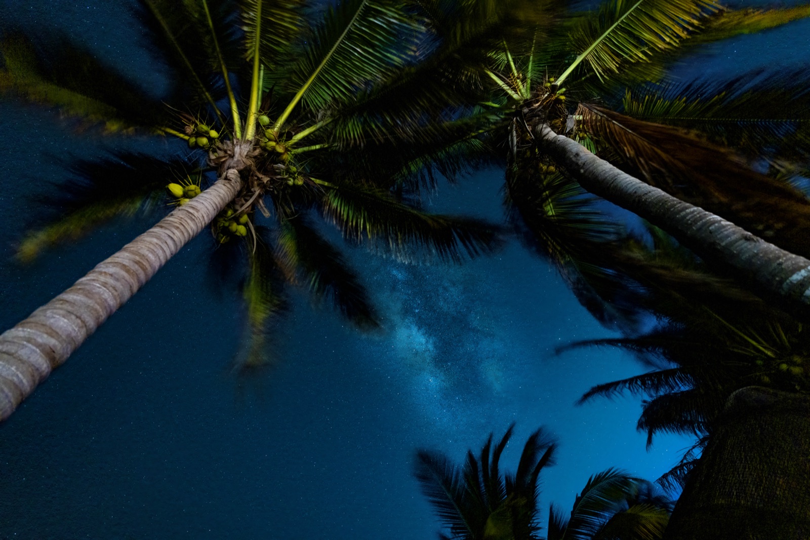 Pinpoint stars filling the night sky behind palm trees