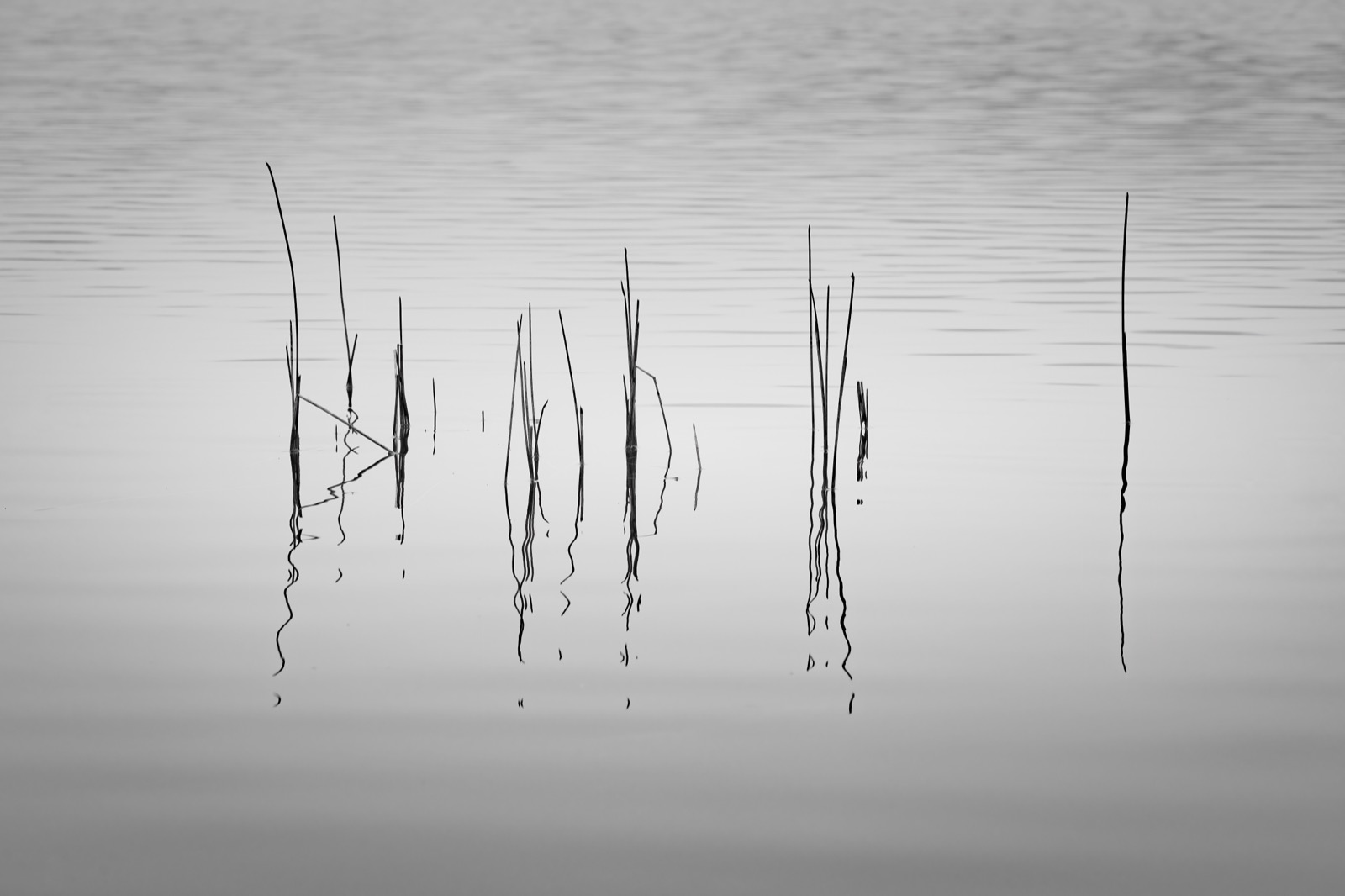 Ein minimalistisches Schwarz-Weiß-Foto von dünnen Schilfhalmen und ihren wogenden Spiegelungen auf vollkommen stillem, blassem Wasser