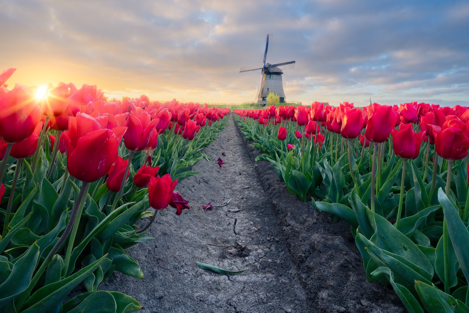 Une étoile de soleil au-dessus d'un champ de tulipes et d'un moulin à vent au coucher du soleil